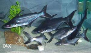 Divine aquarium buy the fish at just 50rs only a