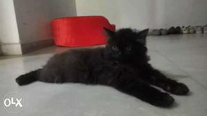 Doll face Persian cat only mnth old