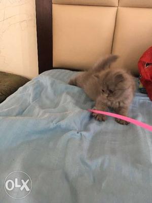 Doll face Persian kitten for sale two months