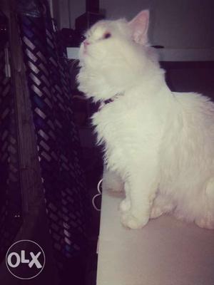 Doll face Persian male Cat Only For Mating