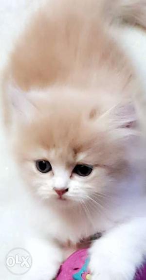 Doll face pure persian female cat for sale