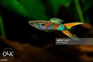 Double sword tail guppy for sale.. Pair 25 rs.. 2