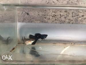Electric blue guppies for sale