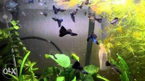 Emerald Moscow guppy for sale