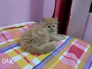 Excellent quality quality pure Persian kittens