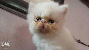 Extrim punch white Persian kittens available