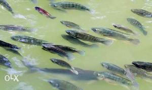 FISH-HIGH breed thaiwan tilapia seeds 4 sale 5RS 1.5 inch