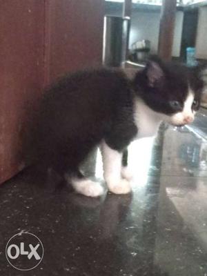 FREE SALE Black and white kitten.