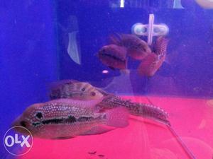 Female Flowehorn Fish Tank