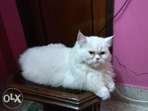 Female Persian Cat with Blue eyes.