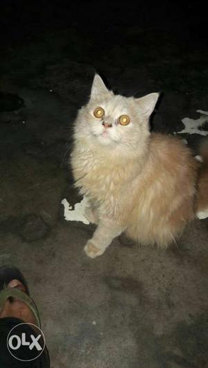 Female Persian cat lite brown colour interested