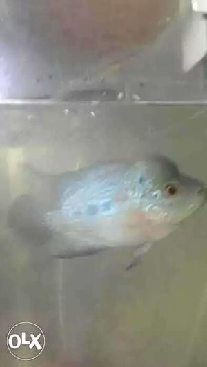 Female and male Flowerhorn fish no ideas bro urgent selling