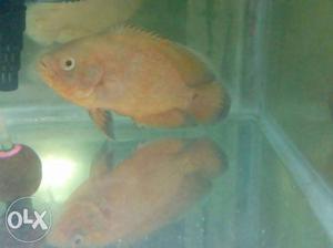 Fire red oscar fish for sale.Size around 5 inches