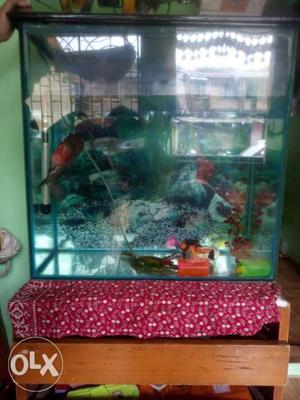 Fish Tank 2ftX2ftX1ft with flowerhorn 12 Month old