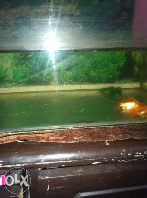 Fish aquarium with fish and filter urgently sell