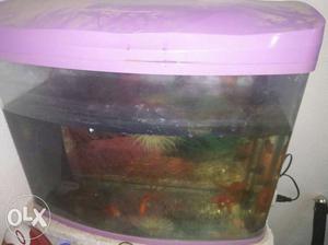 Fish equarium for sale with 5 golden fish and all