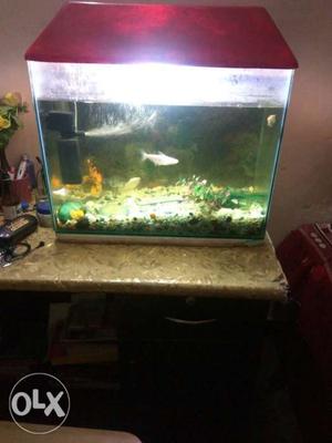 Fish tank 2 white 2 water snail 3golder type fish