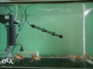 Fish tank with 5 golden fishes nd filter for