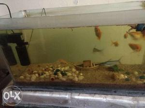 Fish tank with cudappah base.with fishes