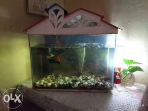 Fish tank with stones and oxygen urgent sell