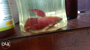 Fish(Red Betta Veiltail)