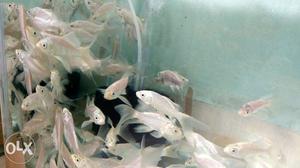 Fishes for wholesale at wholesale rate variety of fish