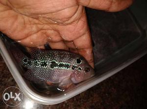 Flowerhorn Fish Male head popped.