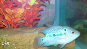 Flowerhorn fish 2 inch