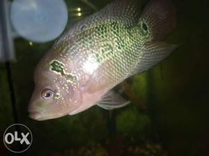 Flowerhorn fish 5.5 inch size