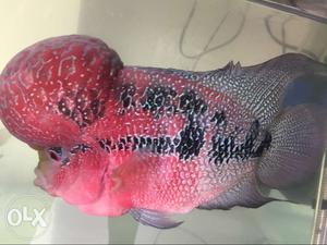 Flowerhorn fish very attractive and very active