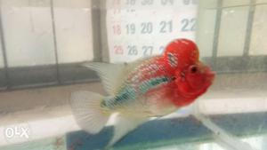 Flowerhorn imported fish for sale