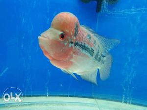 Flowerhorn pink