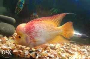 Flowerhorn yellow+red in colour its