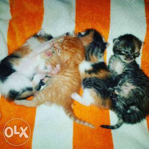 Four Brown, Orange, And Calico semi Persian kittens waiting