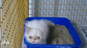 Full Punch Male Kitten 2 Months Old For Sale