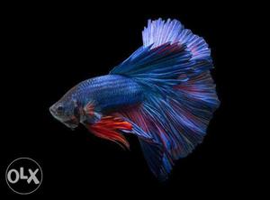 Fullmoon betta fish blue, green, red, blue white
