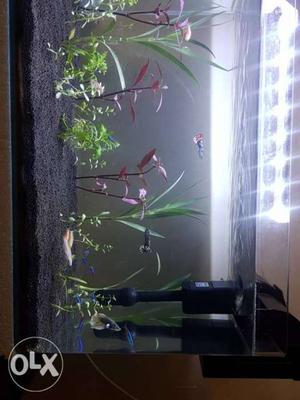 Fully Equipped Planted Acquarium with Fishes.