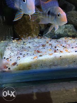 Geophagus pair. Photo of last spawning in my