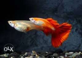 German red guppy 100/ pair wholesale and retail
