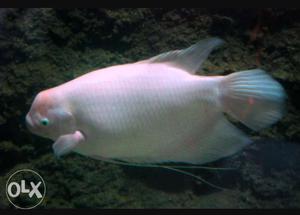 Giant gourami 16 inch for sale