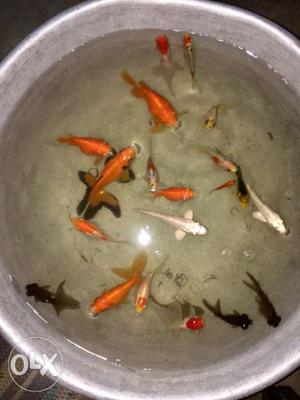 Gold fish all total 21