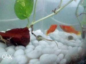 Golden and Black Molly fish. breeding pairs