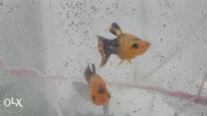 Golden - black Molly fish.15 rs each
