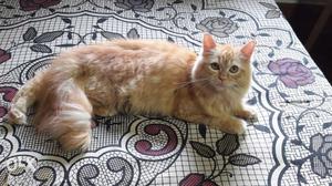 Golden persian cat 1 year & 2 months old. very