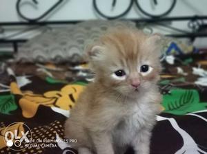 Golden persian kitten cat, Age 2 and half month
