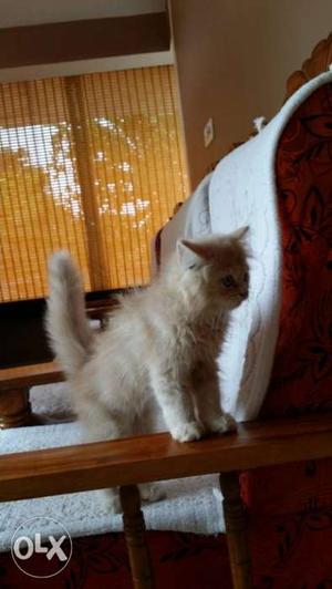 Golden persian male cat 2 month old toilet trained ph