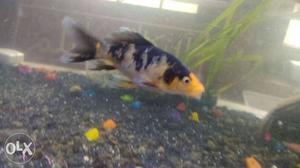 Good healthy koi carp for sale.. 40rupees for