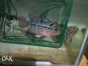 Good quality Male and female flowerhorn