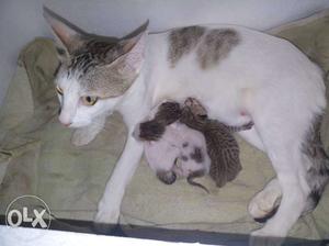 Gray And White Cat With Kittens