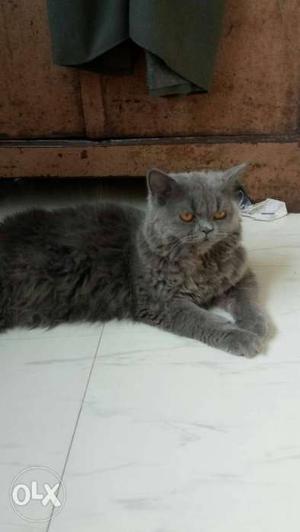 Gray Persian Cat